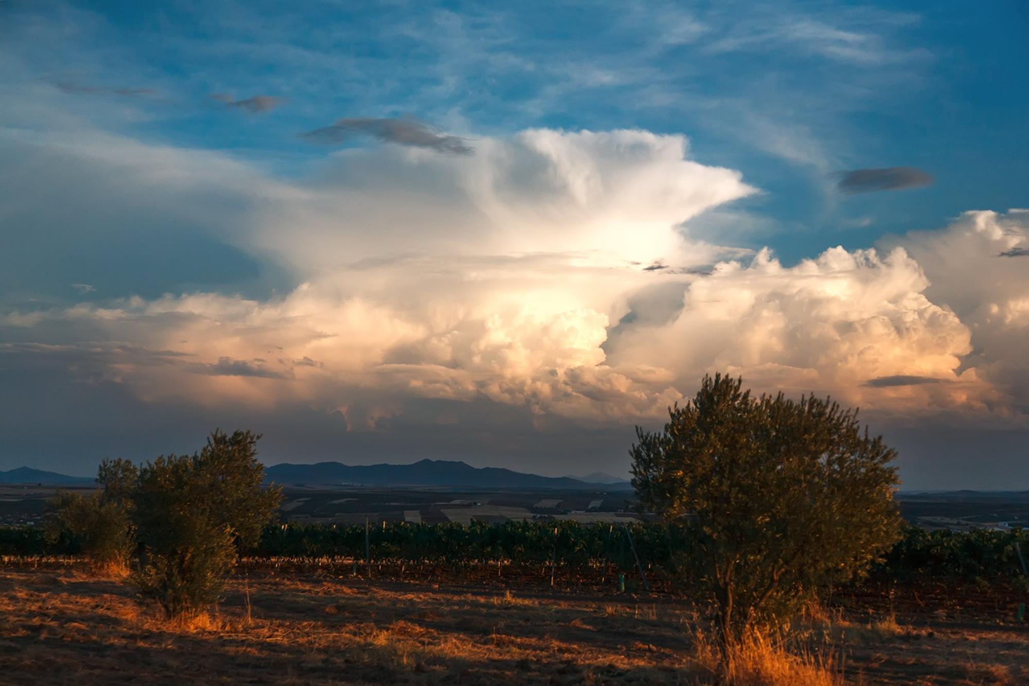 Campo. Arbol. Árboles. Extremadura. Naturaleza. Sembrado. Agricultura.